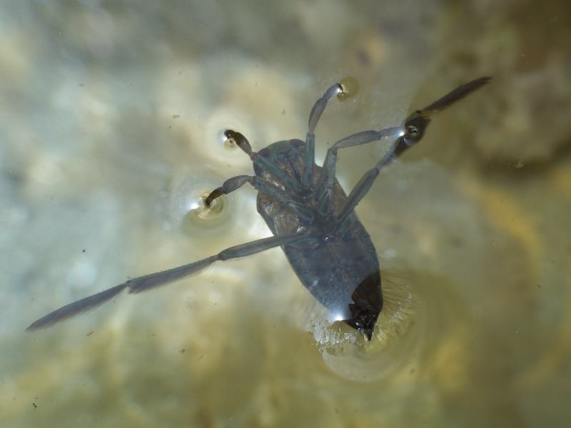 Notonecta meridionalis Poisson, 1926